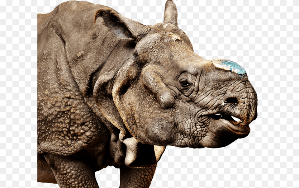 Rhino Transparent Background Rhinoceros, Animal, Wildlife, Elephant, Mammal Free Png Download