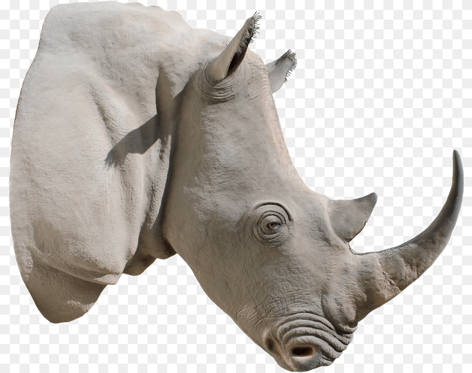 Rhino Transparent File Rhino Horn, Animal, Mammal, Wildlife, Cattle Png Image