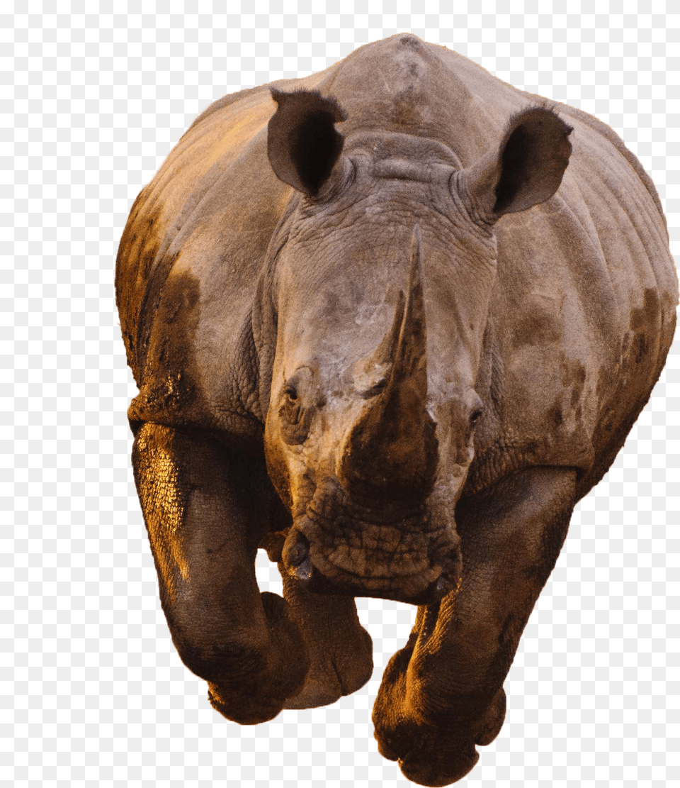 Rhino Transparent Black Panthers Cgi Rhinos, Animal, Mammal, Wildlife, Elephant Png Image