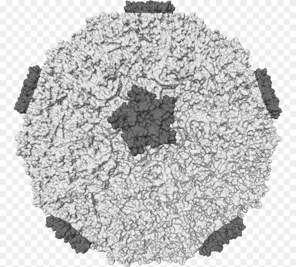 Rhino Virus Free Png Download