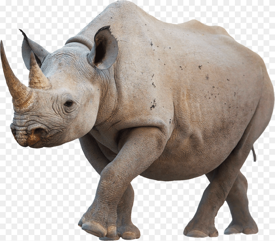 Rhino Walking, Animal, Mammal, Wildlife, Cattle Free Png Download