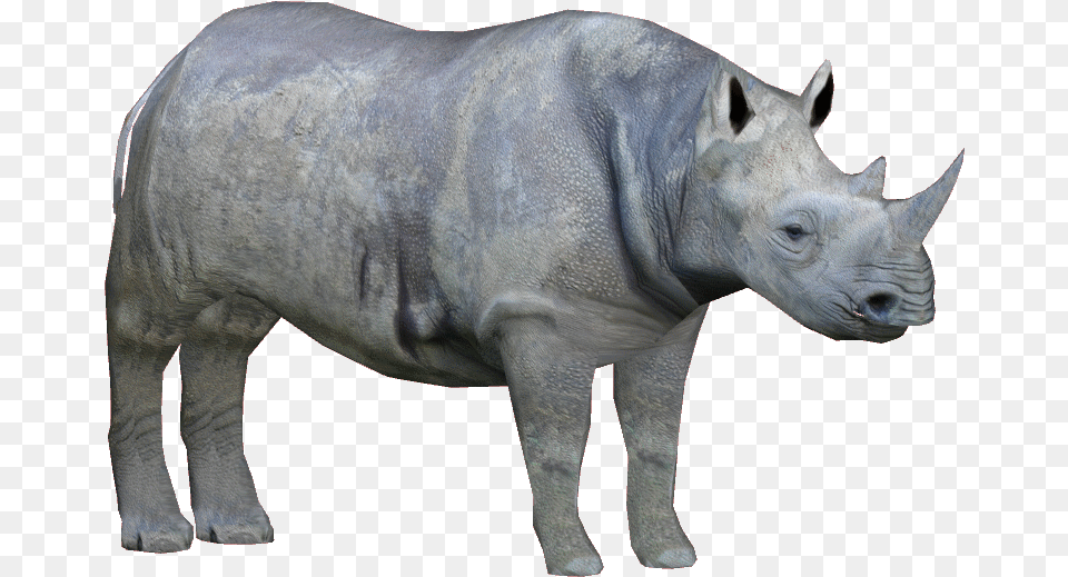 Rhino Western Black Rhinoceros, Animal, Mammal, Wildlife, Cattle Png