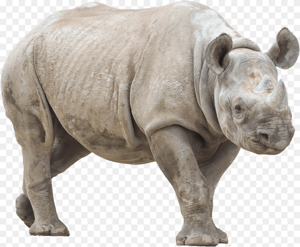 Rhino With No Background Rhino With No Background Png Image