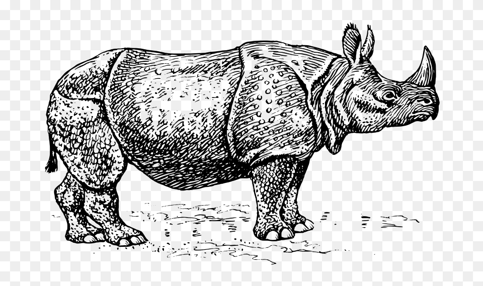 Rhinoceros, Gray Png