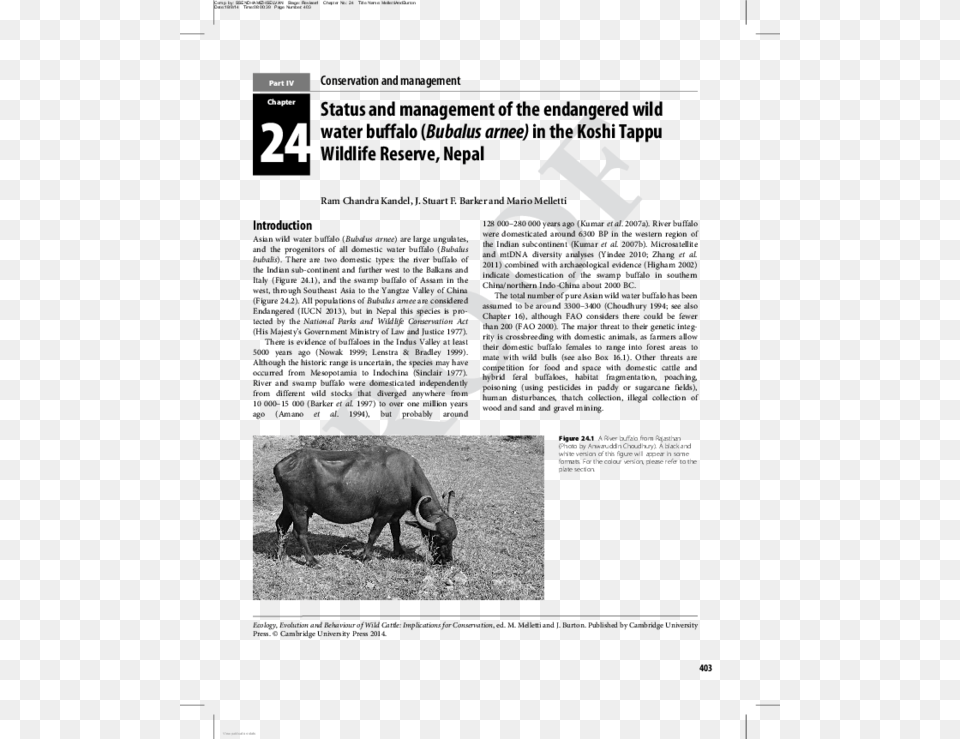 Rhinoceros, Animal, Buffalo, Cattle, Cow Png Image