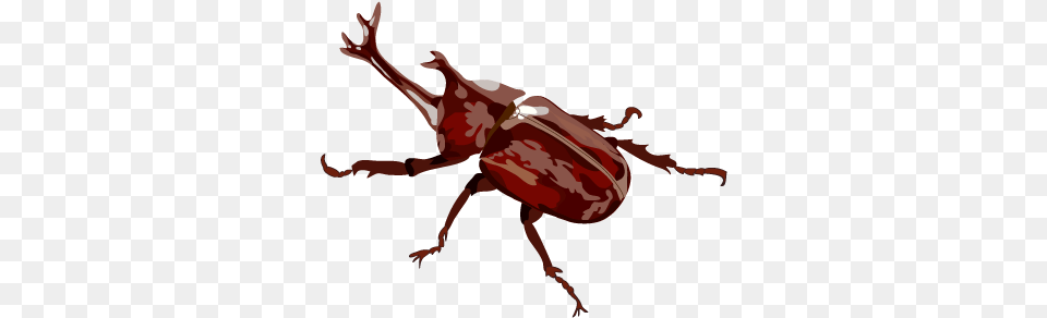 Rhinoceros Beetle Rhinoceros Beetle Animal, Person Free Transparent Png