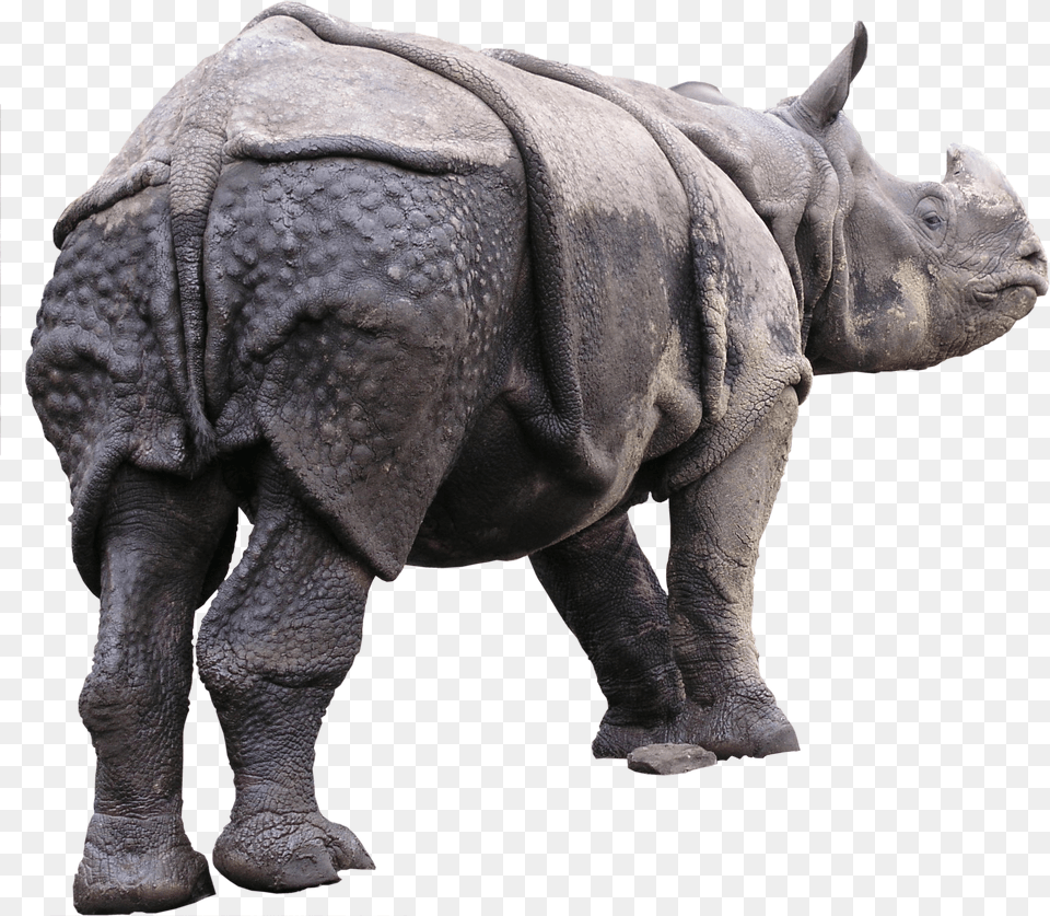 Rhinoceros Behind Autodesk 3ds Max, Animal, Wildlife, Elephant, Mammal Free Png