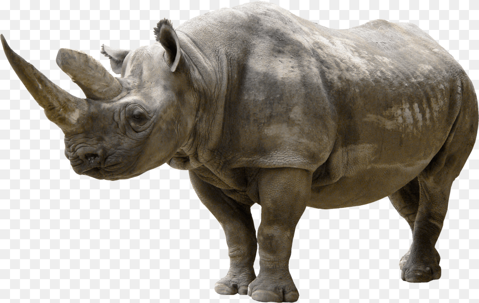 Rhinoceros Clip Art Black Rhinoceros For The Love Of Animals Blank, Animal, Mammal, Rhino, Wildlife Png Image
