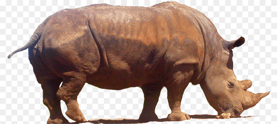 Rhinoceros Clipart Clip Art, Animal, Elephant, Mammal, Wildlife Png Image