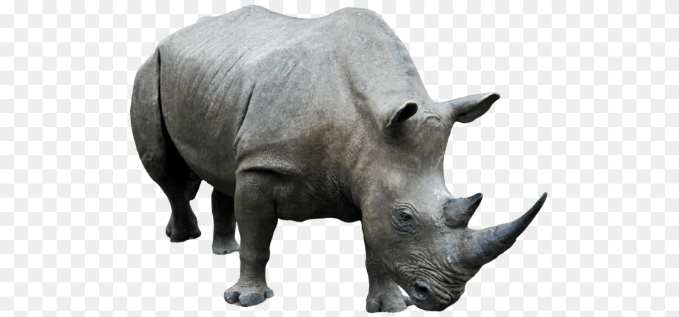 Rhinoceros Grey, Animal, Mammal, Rhino, Wildlife Free Png Download