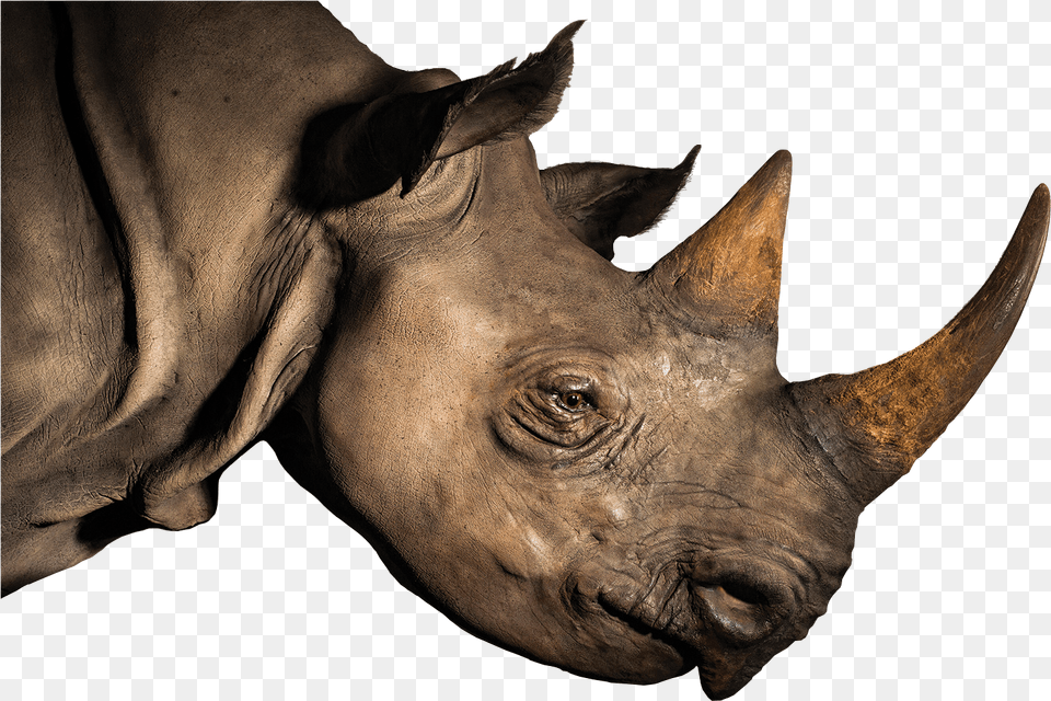 Rhinoceros Horn Elephant Loveliveserve Rhinoceros Head, Animal, Mammal, Rhino, Wildlife Free Png