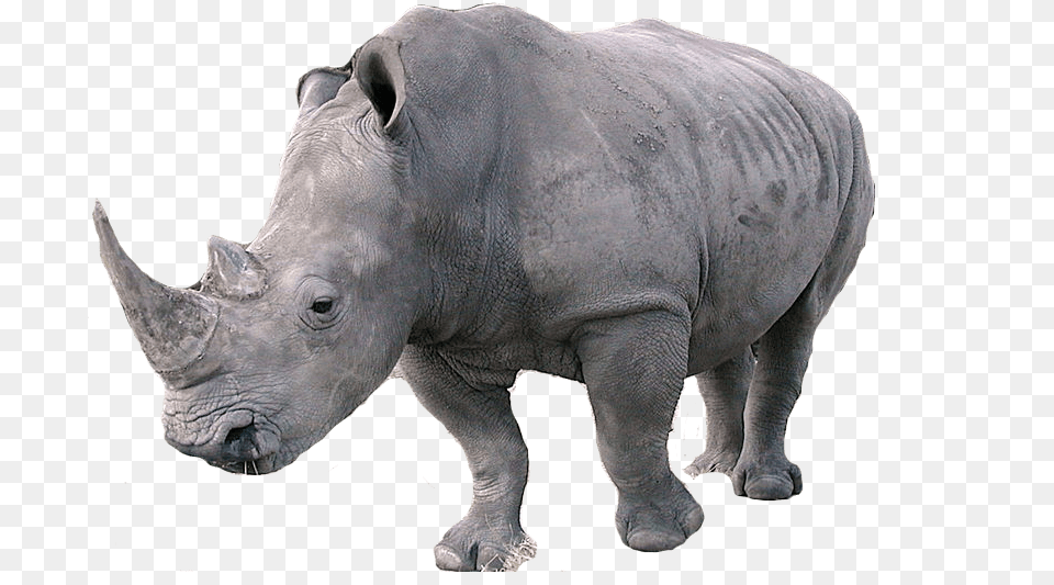 Rhinoceros Left, Animal, Elephant, Mammal, Wildlife Free Png Download