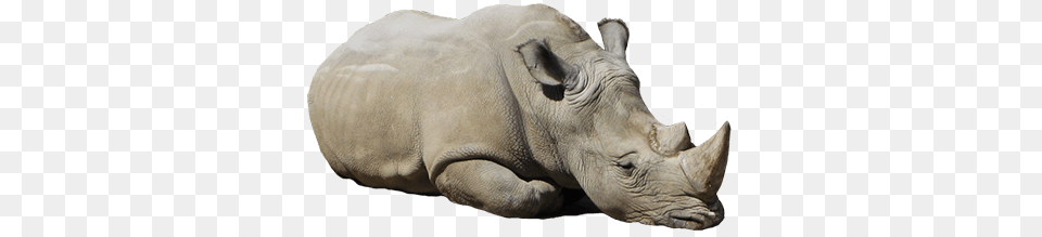 Rhinoceros Lying Down, Animal, Mammal, Rhino, Wildlife Free Png