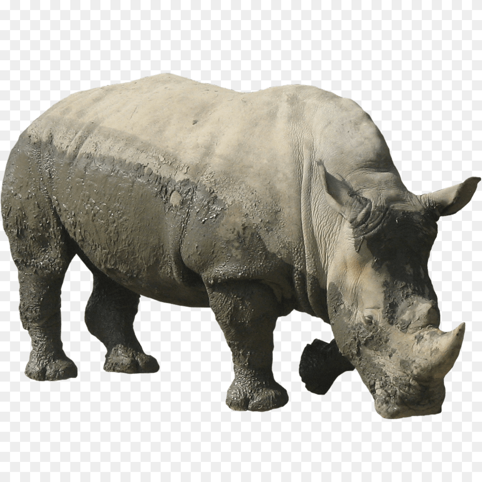 Rhinoceros Muddy, Animal, Elephant, Mammal, Rhino Png Image