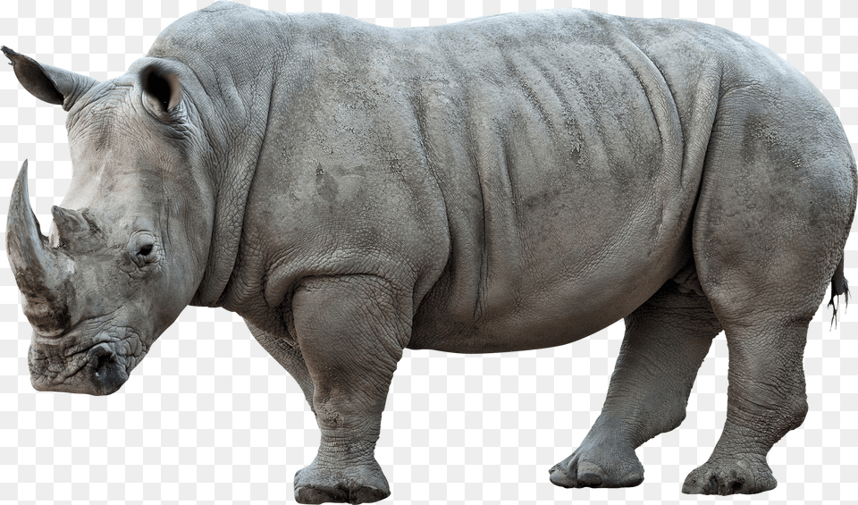 Rhinoceros Pic Loro Paolo Sorrentino Poster, Animal, Wildlife, Elephant, Mammal Free Transparent Png