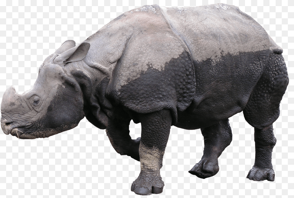 Rhinoceros Portable Network Graphics, Animal, Elephant, Mammal, Wildlife Free Png Download