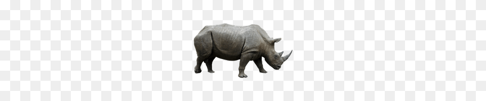 Rhinoceros Rhinoceros Images, Animal, Mammal, Rhino, Wildlife Png Image