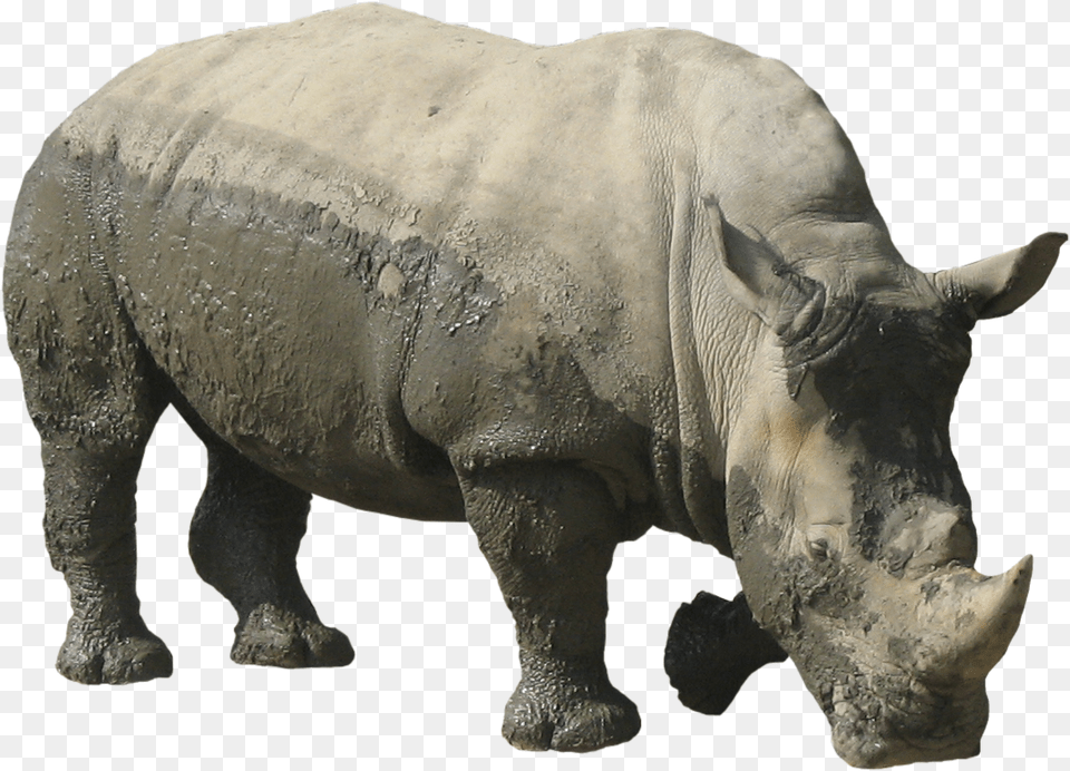 Rhinoceros Transparent Images Rhino, Animal, Elephant, Mammal, Wildlife Free Png