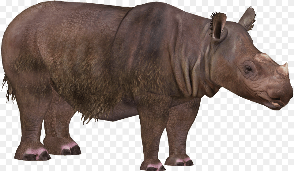 Rhinoceros Images Zoo Tycoon 2 Sumatran Rhino, Animal, Mammal, Wildlife, Elephant Free Transparent Png