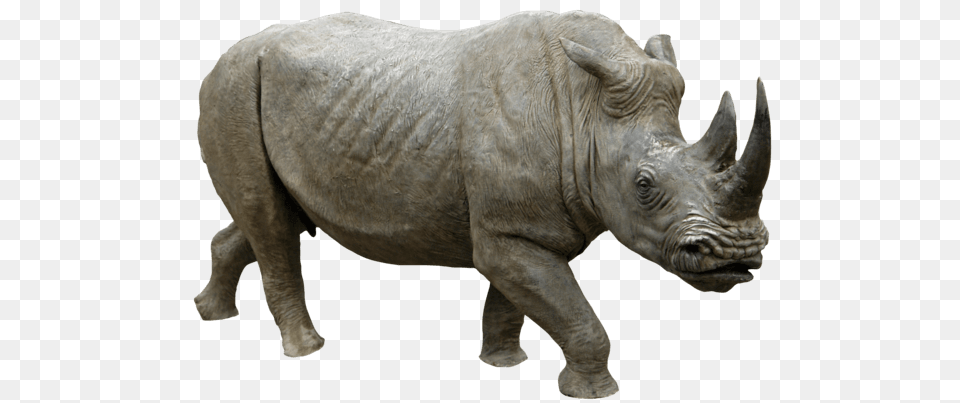 Rhinoceros Walking, Animal, Mammal, Rhino, Wildlife Free Png Download