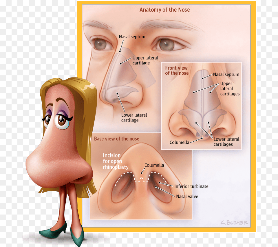 Rhinoplasty Commonly Known As Scar Tissue After Rhinoplasty, Body Part, Face, Head, Neck Free Transparent Png