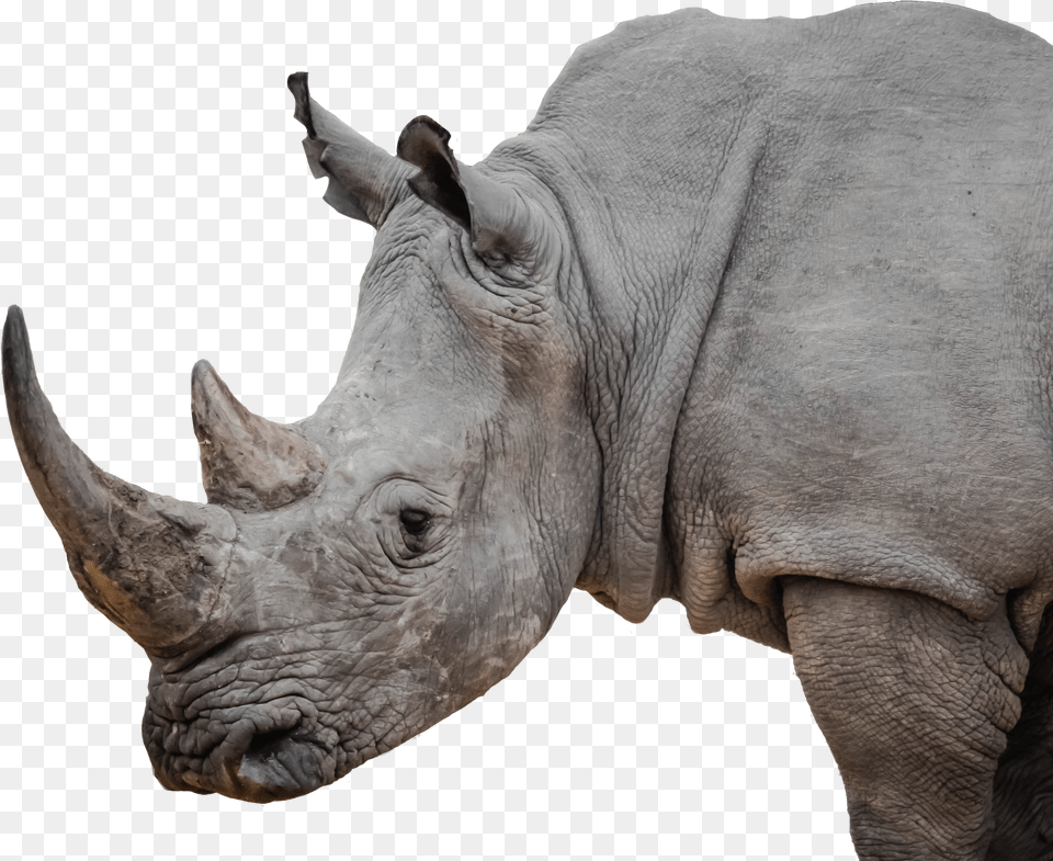 Rhinos Iapwa Rhinoceros Free Png