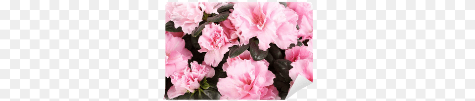 Rhododendron, Flower, Plant, Geranium, Carnation Png Image