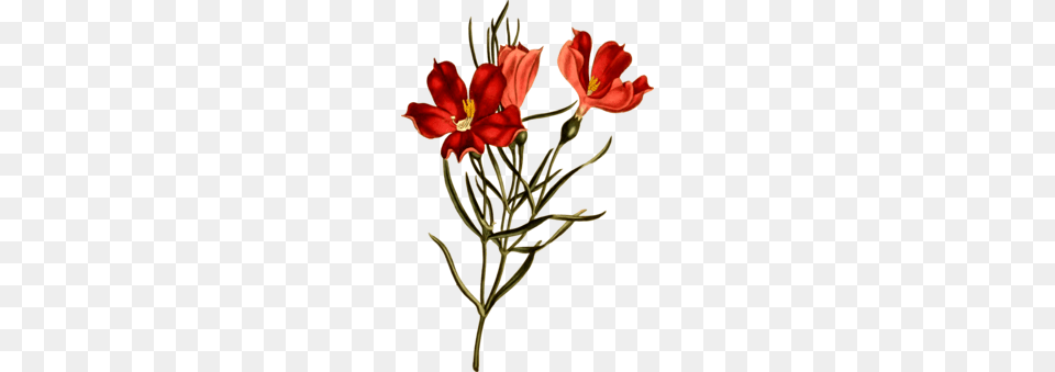 Rhododendron Botanical Illustration Botany Cut Flowers, Anther, Flower, Plant, Flower Arrangement Png Image