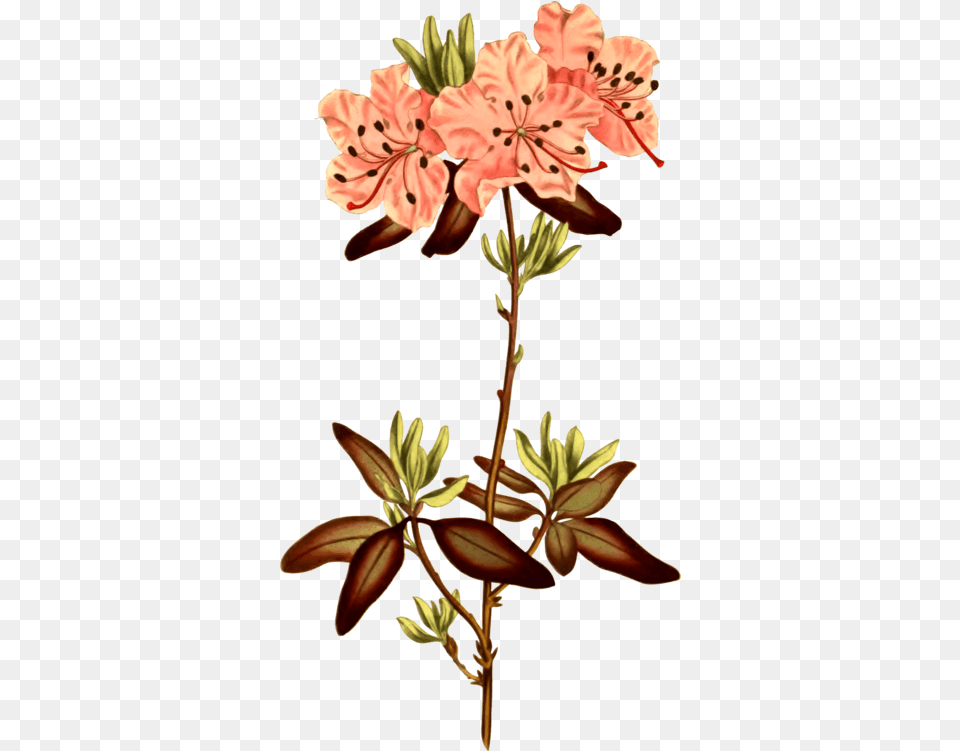 Rhododendron Botanical Illustration Flower Illustration Botany, Geranium, Plant, Anther Free Png Download