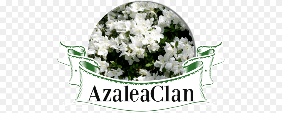 Rhododendron Delaware Valley White 5801 1 Rhododendron Delaware Valley White, Flower, Petal, Plant Free Png Download