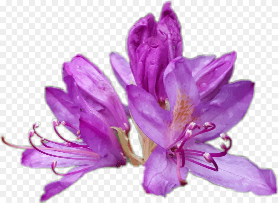 Rhododendron Lily, Flower, Geranium, Plant, Purple Free Png