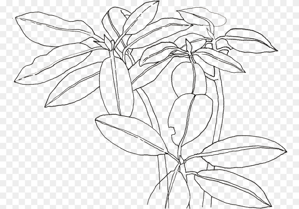 Rhododendron Line Art, Plant, Drawing Png Image
