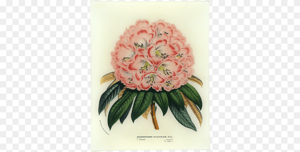 Rhododendron Nilagiricum Rhododendron Nilagiricum Rhododendron, Plant, Petal, Dahlia, Flower Free Png