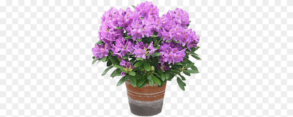 Rhododendrons Transparent Images Stickpng Rhododendron In A Pot, Flower, Geranium, Plant, Flower Arrangement Free Png Download