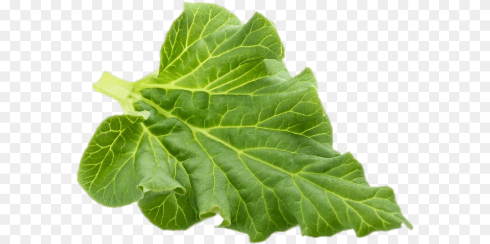 Rhubarb Leaf, Plant, Food, Produce, Leafy Green Vegetable Free Png