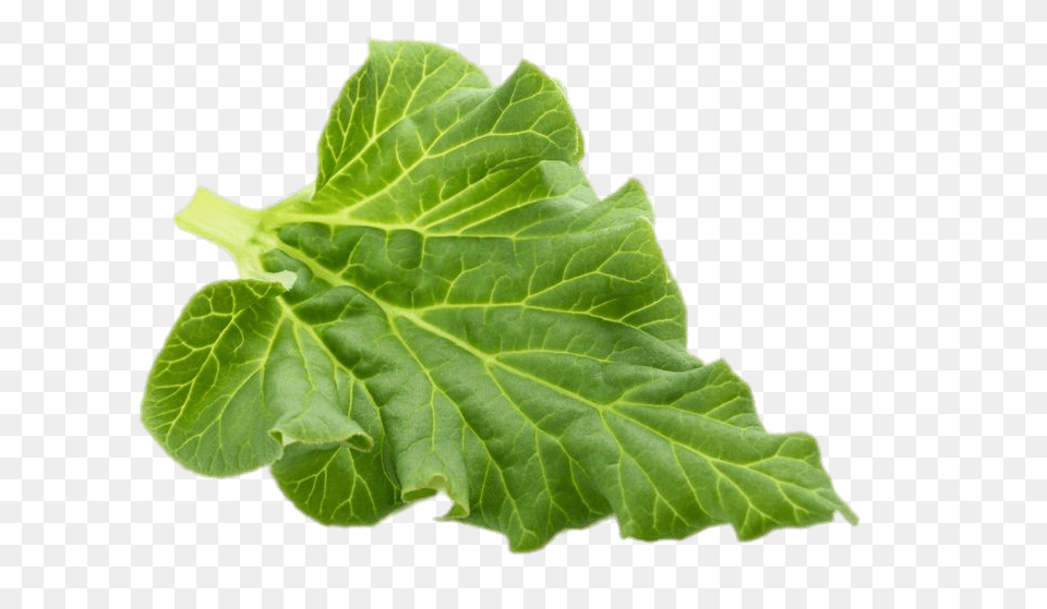 Rhubarb Leaf, Plant, Food, Produce, Leafy Green Vegetable Free Transparent Png