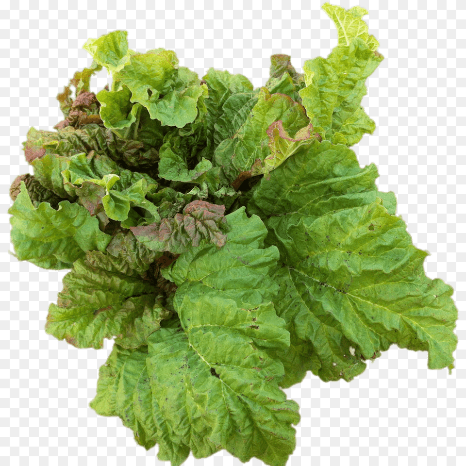 Rhubarb Leaves, Plant, Food, Lettuce, Produce Free Transparent Png