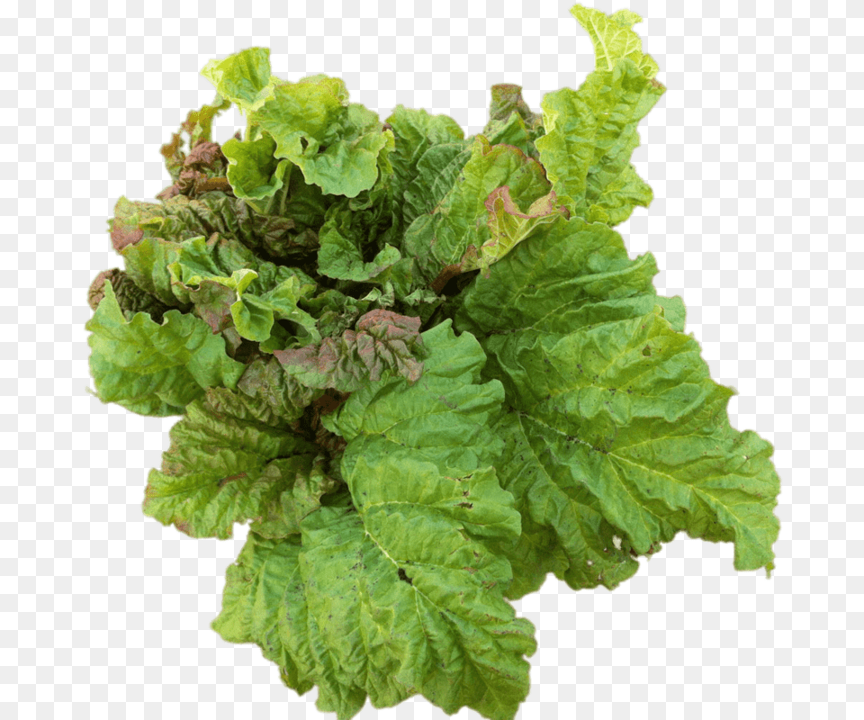 Rhubarb Leaves Rhubarbe, Food, Plant, Produce, Lettuce Png