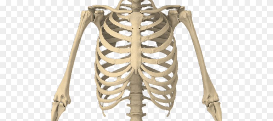 Rib Cage, Skeleton Png Image