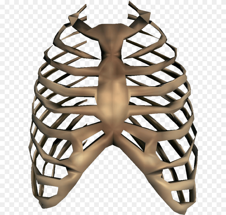 Rib Cage, Body Part, Person, Torso, Helmet Png