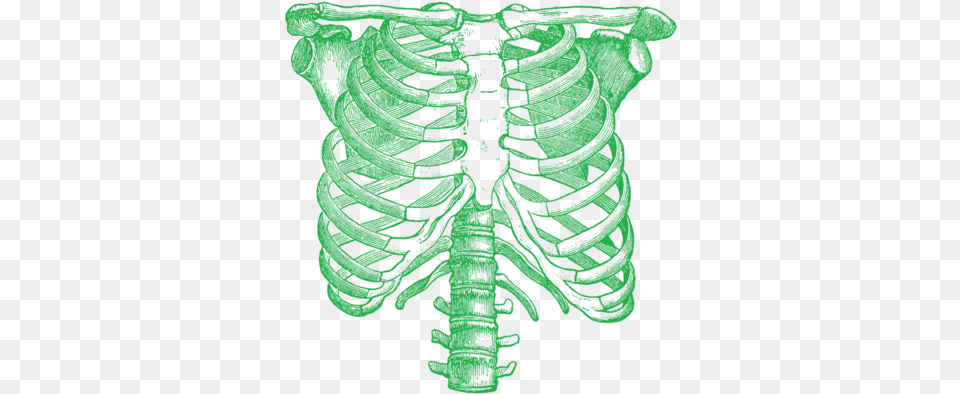 Rib Cage Anatomical Rib Cage, Ct Scan, Person Png Image