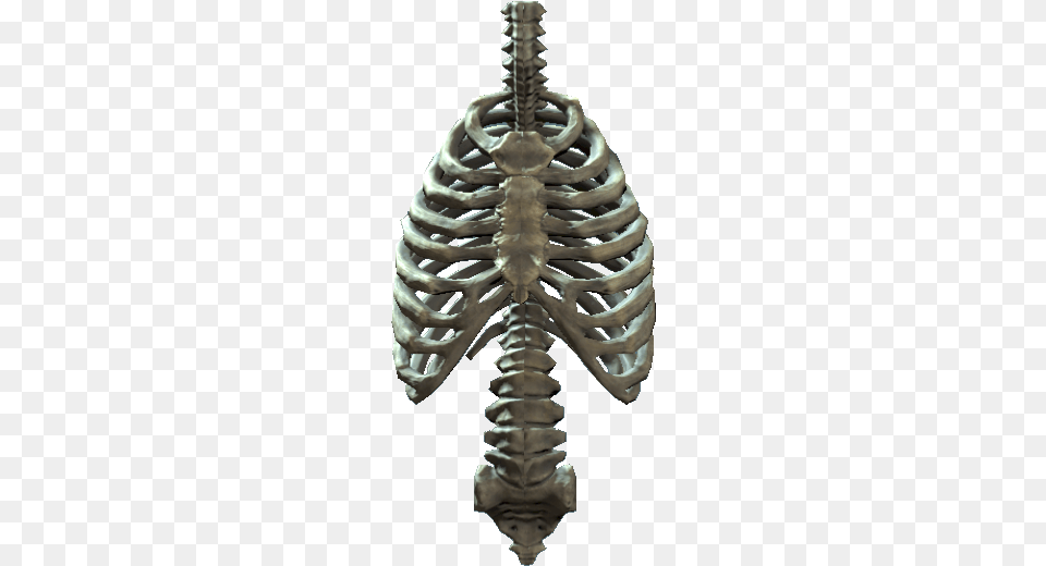 Rib Cage And Spine Ribcage, Body Part, Person, Torso Free Png