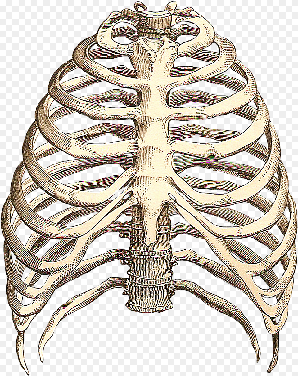 Rib Cage Best Way To A Woman39s Heart Is Between, Adult, Bride, Female, Person Png