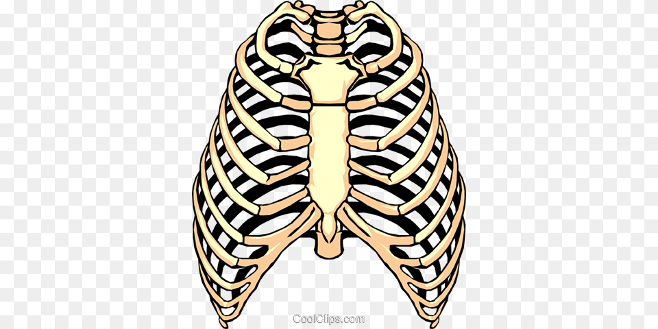 Rib Cage Clipart, Person, Ct Scan Free Png