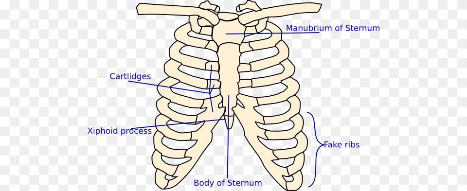 Rib Cage Diagram Simple, Baby, Person Free Png
