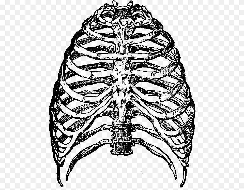 Rib Cage File Ribcage, Person, Face, Head Free Png
