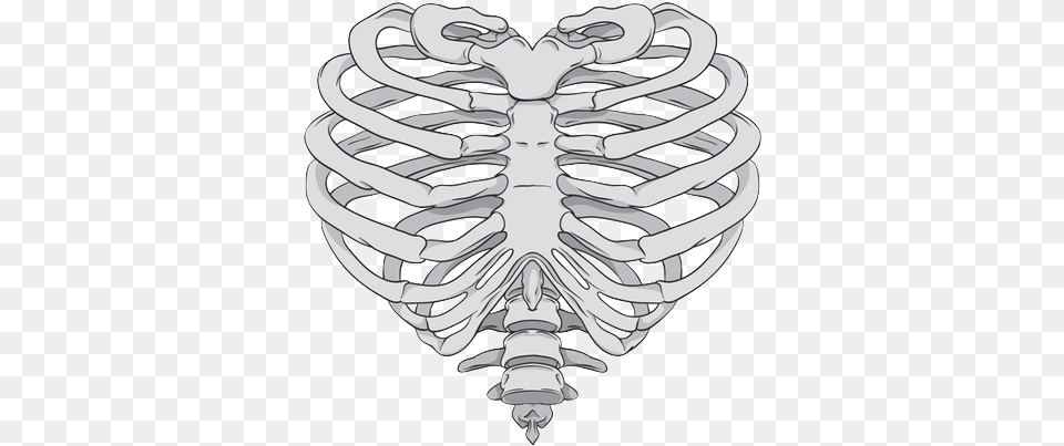 Rib Cage Heart Human Skeleton Anatomy Skeleton Hand Heart Shaped Rib Cage Png
