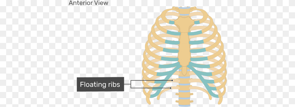Rib Cage Human Skeleton Human Body Anatomy Unlabeled Rib Cage Diagram, Ct Scan, Electrical Device, Microphone, Person Free Png Download