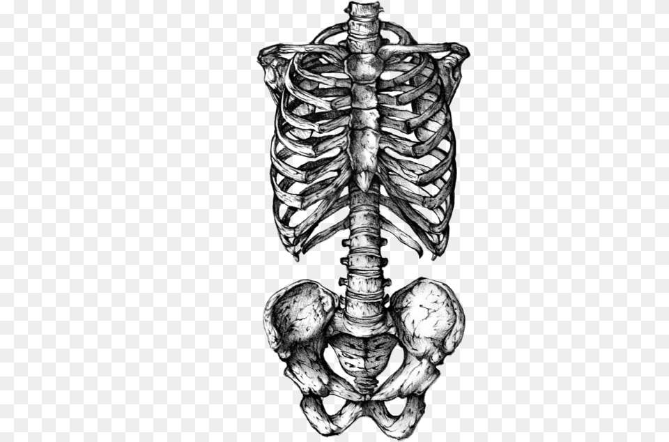 Rib Cage Human Skeleton Human Skull Symbolism Tattoo Rib Cage, Person, Skin Png Image