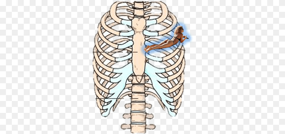 Rib Cage Human Skeleton Sternum Anatomy, Adult, Female, Person, Woman Free Transparent Png